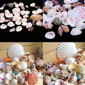 Starworld Beach Sea Shells