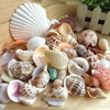 Starworld Beach Sea Shells